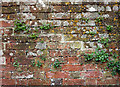 Wall: Stackpole Walled Garden