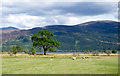 NN0168 : Field with sheep grazing by Trevor Littlewood