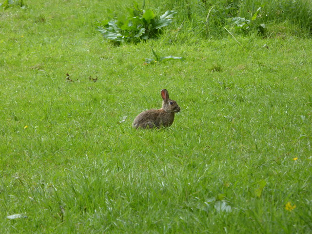 Bunny in field near Great Ote Hall © Shazz :: Geograph Britain and Ireland