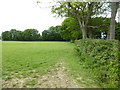 Looking west along hedge bordering field