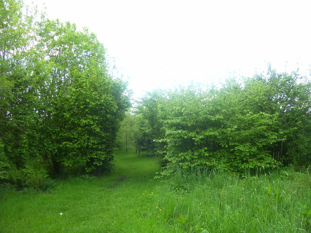 Lanteague Wood, Llanteg - path