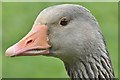 J4774 : Greylag geese, Kiltonga, Newtownards - May 2016(2) by Albert Bridge