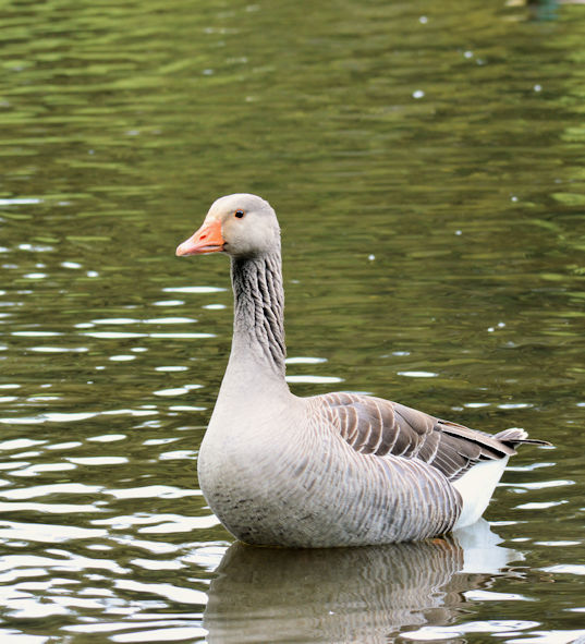 Greylag geese, Kiltonga, Newtownards - May 2016(3)