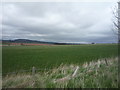 Crop field, Glennewton