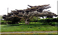L7575 : Wind-beaten tree by Robert Ashby