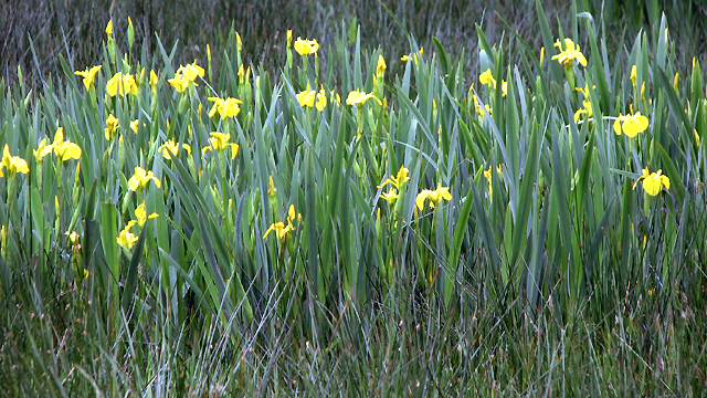 Yellow flag iris (Iris pseudacorus) © Evelyn Simak cc-by-sa/2.0 ...