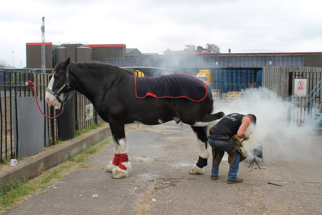 Shoeing a horse!