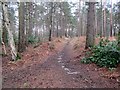 Track through wood