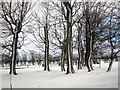 West Backhill of Lethenty: Garden in Winter