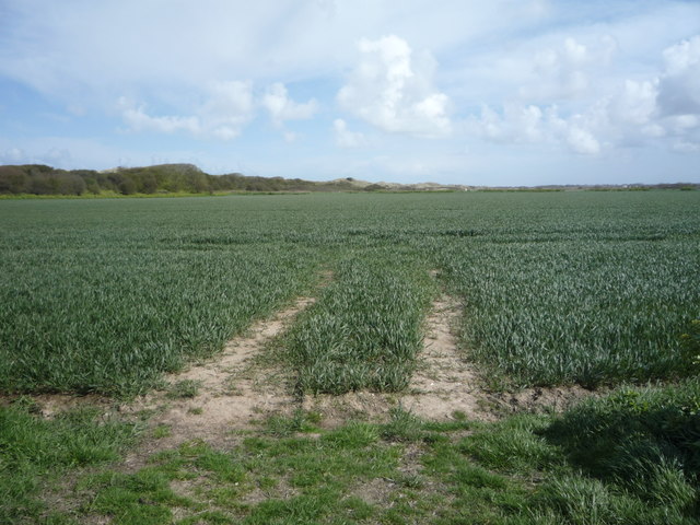 Crop field, Waxham