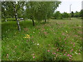 Wild flowers at Bluewater