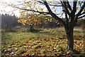 Young woodland by the Kelvin