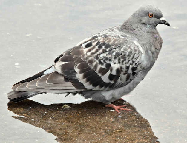 Feral pigeon, Donegall Quay, Belfast (May 2016)