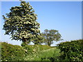 Bridleway to Riby