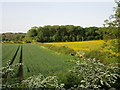 View towards Suddle Wood