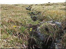 NN3164 : Stream and spring flowers on Beinn a' Bhric by wrobison