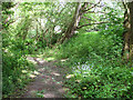 Path from Warren Hills to Beccles Road, Loddon