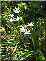 Star-of-Bethlehem (Ornithogalum umbellatum)