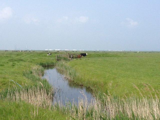 Cliffe Marshes