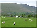 Sheep in pasture at Low Mill