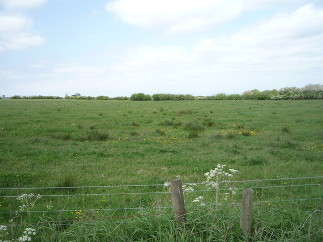 Grazing north west of Beaumont