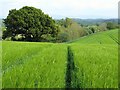 Bridleway across barley field at Causey Brow