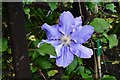 Arford Common: Clematis