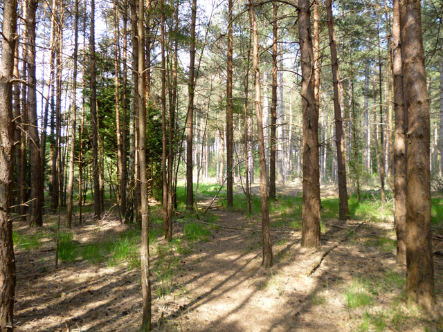 Coniferous plantation, Swinley Forest