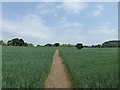 SJ8154 : Footpath across barley field by Jonathan Hutchins
