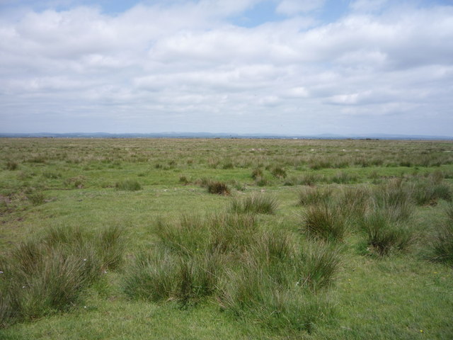 Rough grazing, Solway Marshes