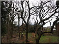 Trees beside the Derwent Walk