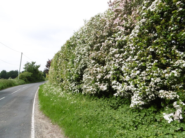Hawthorn blossom alongside Hearts Delight Road
