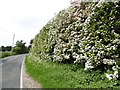 Hawthorn blossom alongside Hearts Delight Road