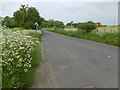 TQ9061 : Cow parsley alongside Highsted Road by Marathon