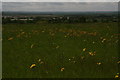 Wildflower meadow and view across the Ancholme Valley from the Viking Way south of Hundon Manor