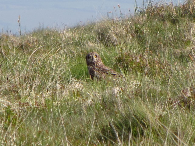 Owl on the Preseli Hills