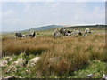 SN1132 : Cerrigmarchogion on the Preseli Hills by Gareth James