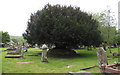 Yew in St Cynog