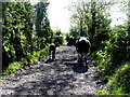 Cattle along a lane, Dromore Lower