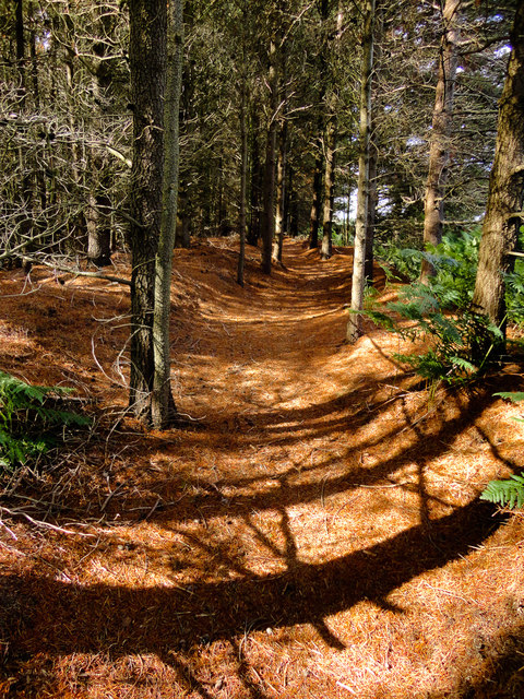 Pine Needle Path