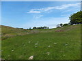 Grassland improvement by removal of Gorse bushes