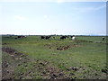 Grazing near the River Waver