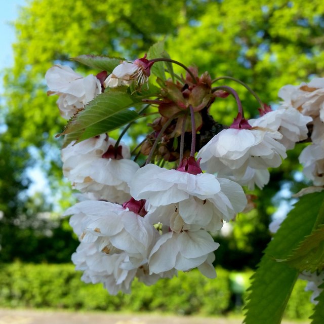 Flowering Cherry bud to blossom, 17 © Jonathan Billinger :: Geograph ...