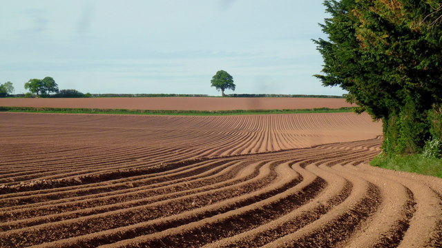 Potato field west of Hereford