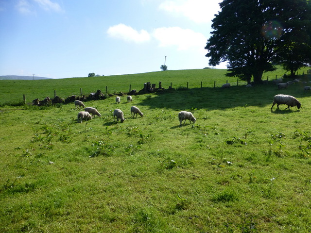 Sheep, Dunbunrawer © Kenneth Allen cc-by-sa/2.0 :: Geograph Ireland