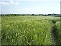 NY2856 : Crop field near Haverlands House Farm by JThomas