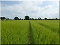 SJ7652 : Path through barley field near Barthomley by Jonathan Hutchins