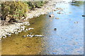 Duck with Ducklings