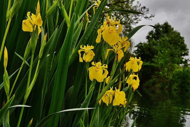 Ardington Brook: Yellow Iris ("Iris pseudacorus")