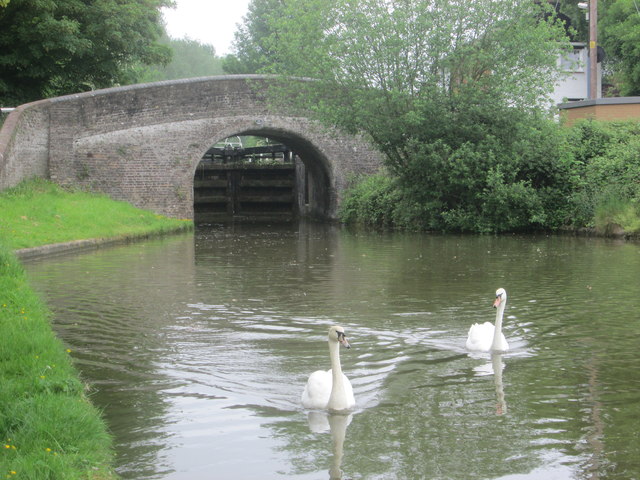 Here come the swans – the bridge near to Dudswell Lock